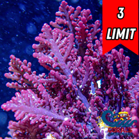 Strawberry Fern Red Macroalgae
