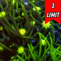 Metallic Green Center Star Polyps Coral
