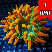 Fire and Ice Ultra Rainbow Bubble Tip Anemone (Aquacultured, Green Tip)
