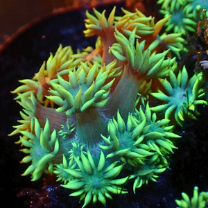 Neon Goniopora (0.5-1” Frag)