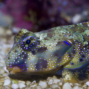 Ocellated Dragonet