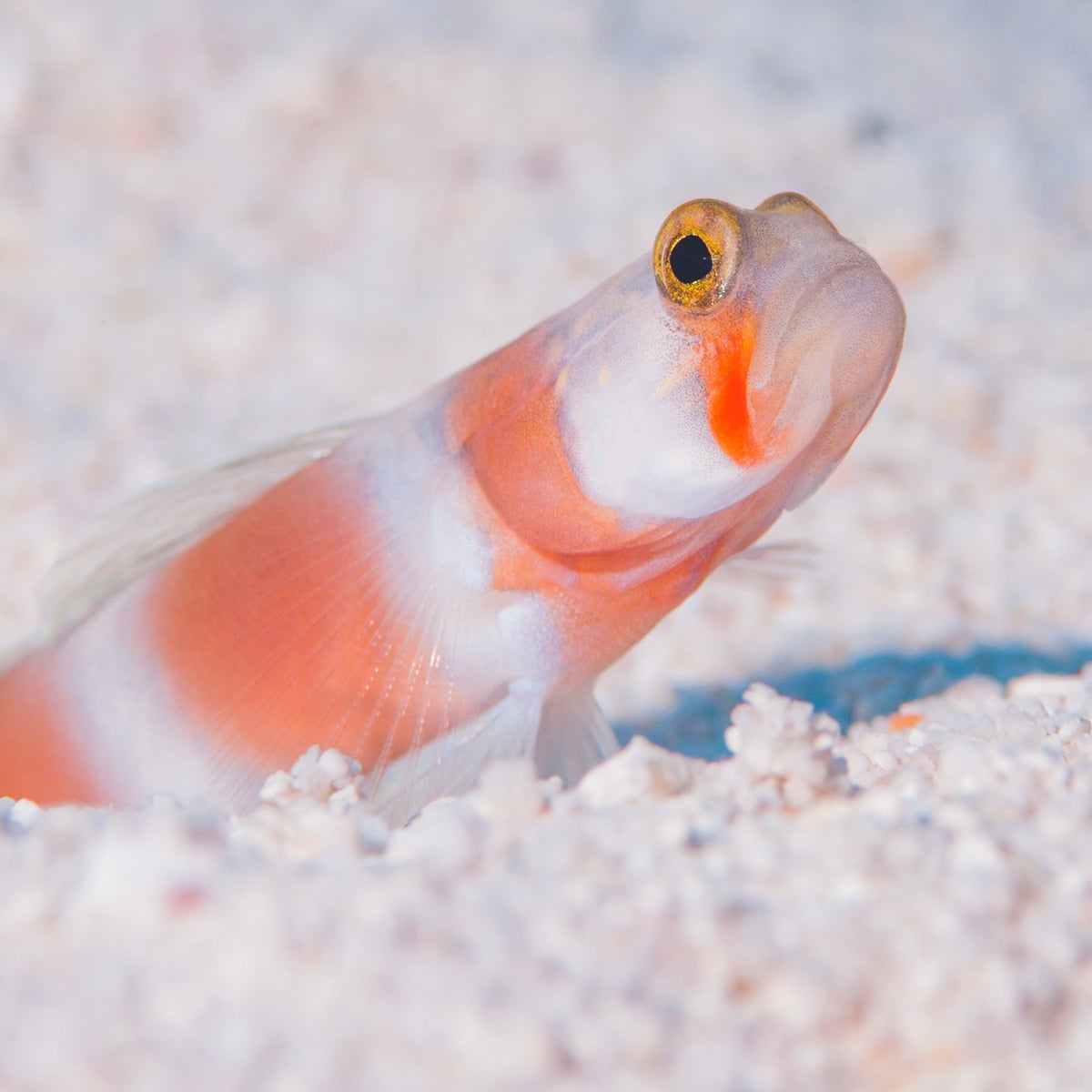 Pink Flagtail Shrimp Goby