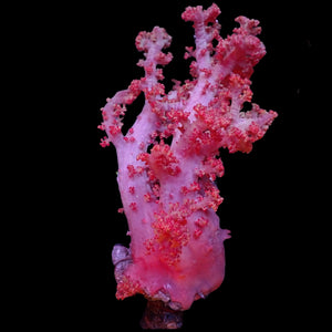 WYSIWYG XL Soft Strawberry Flower Tree Coral Mother Colony (5-6")