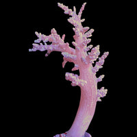 WYSIWYG CA Pink Blossom Nephthea Tree Soft Coral Mother Colony (XL, 5-7")