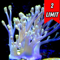 CA Starlight Cespitularia Soft Coral
