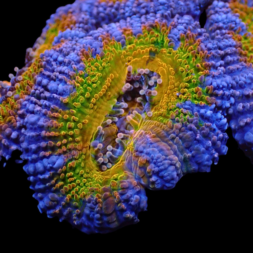 Ultra Rainbow Berry Crunch Acans (2-3 Polyps)