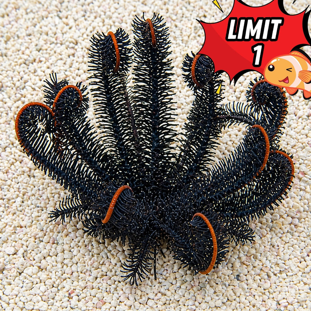 Midnight Black Feather Star - Corals Anonymous