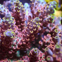 Pink Lemonade Rainbow Acropora (1” frag)