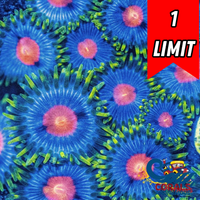 BlowPop Zoa (10-15 Polyps colony)
