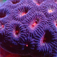 Red Eye Purple Favia (2-3 Polyps)
