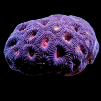 Red Eye Purple Favia (2-3 Polyps)
