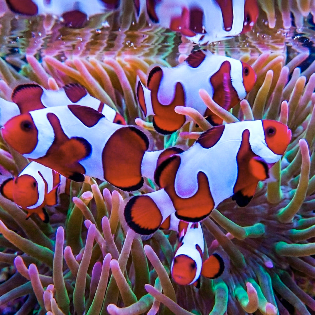 DaVinci Ocellaris Designer Clownfish (Aquacultured) - Corals Anonymous