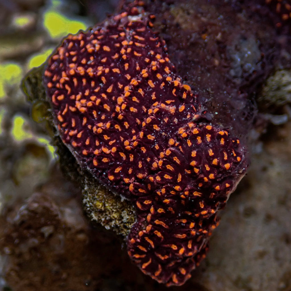 Starfire Sea Squirt (Self-Reproducing)