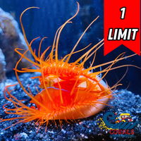 Electric Eye Flame Scallop
