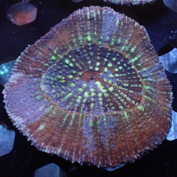 Spring Clearance Sale! Use code SPRING25 and take 25% off your WYSIWYG  Corals! Limited Time!