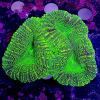 WYSIWYG Aussie Biohazard Green Lobo (3”) (W66)