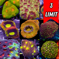 Assorted LPS Frag Pack (1" Frag)
