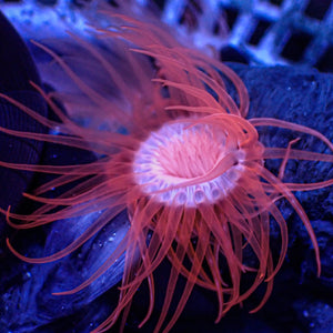 Pink Phantom Tube Anemone - Corals Anonymous