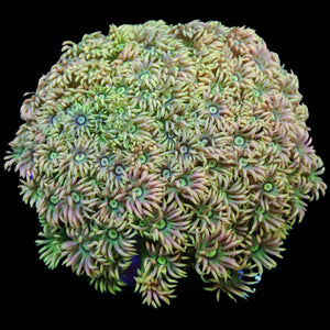 WYSIWYG Strawberry Limeade Rainbow Gonipora Large Colony (2-3")
