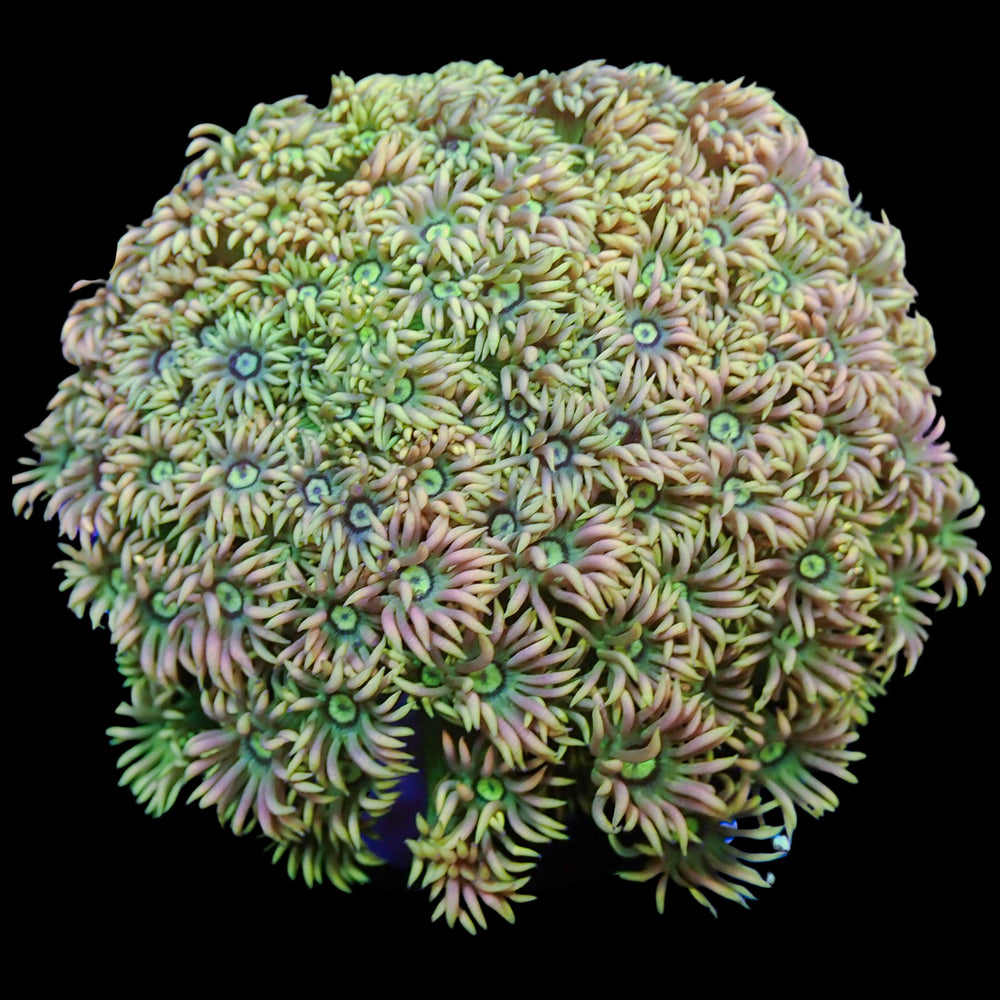 WYSIWYG Strawberry Limeade Rainbow Gonipora Large Colony (2-3