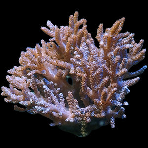 WYSIWYG XXL Kenya Tree Soft Coral Forest Colony (5-7")