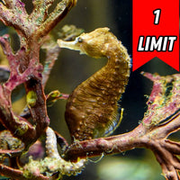 Dwarf Seahorse
