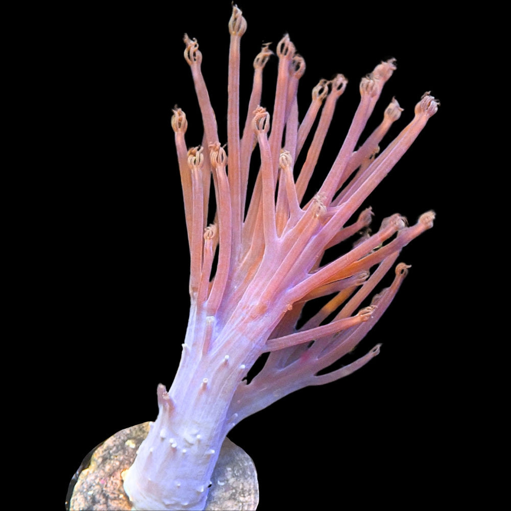 WYSIWYG Large Starlight Cespitularia Soft Coral Colony (4-4.5