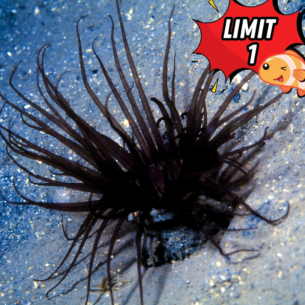 Black Lotus Tube Anemone - Corals Anonymous