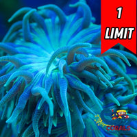 Aussie Blue Duncan (3-4 Polyps)
