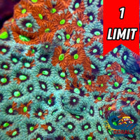 Aussie Inferno Tide War Coral Favites (0.5-1” Frag)
