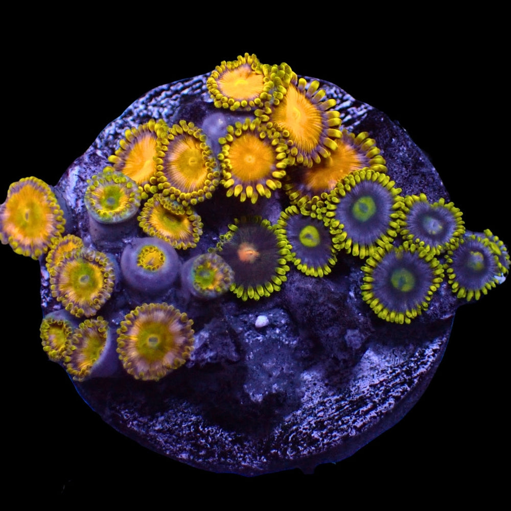WYSIWYG King Midas Ultra Rainbow Zoa Combo Colony (20+ polyps)