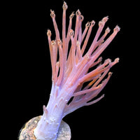 CA Starlight Cespitularia Soft Coral