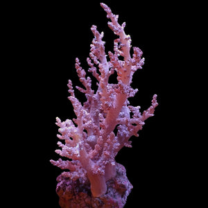 WYSIWYG XL Peachy Pink Kenya Tree Soft Coral Mother Colony (5-6")