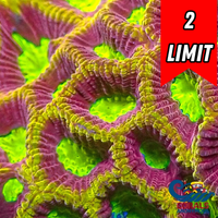 Ultra Yellow Firedrake Favia (2-3 Polyps)
