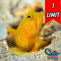 Yellow Watchman Prawn Goby
