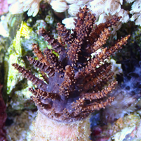 Black Christmas Tree Medusa Soft Coral