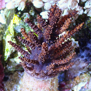 Black Christmas Tree Medusa Soft Coral