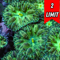 Yellow Mouth Emerald Blastomussa Merletti (3-5 Polyps)
