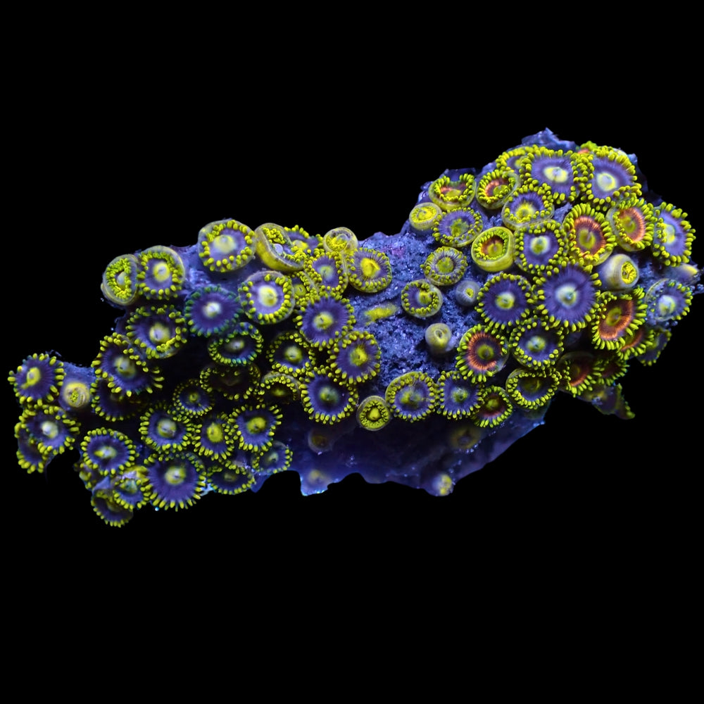 WYSIWYG Ultra Solomon Islands Rainbow Zoa Combo Colony (60+ polyps)
