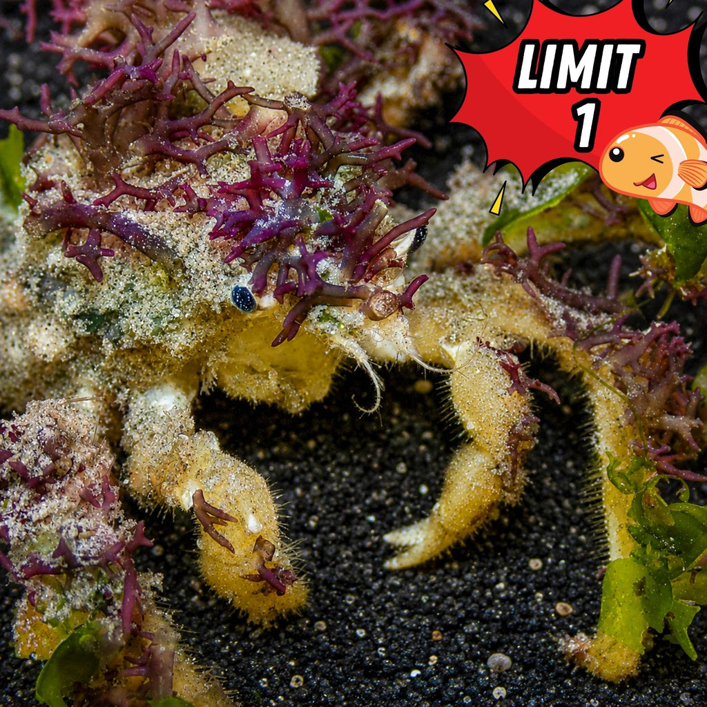 Spider Decorator Crab - Corals Anonymous