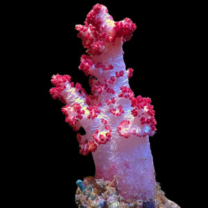 WYSIWYG Large Strawberry Shortcake Carnation Tree Soft Coral Colony (4-5")