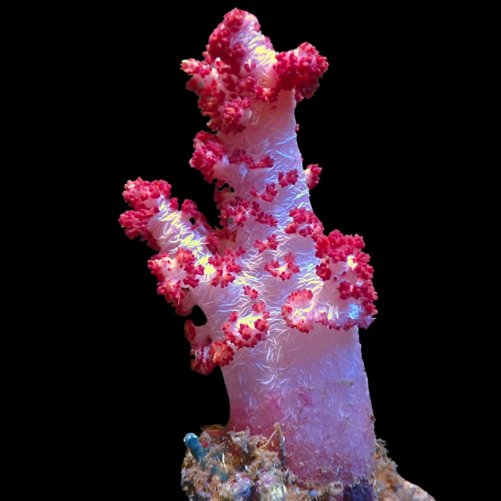 WYSIWYG Large Strawberry Shortcake Carnation Tree Soft Coral Colony (4-5