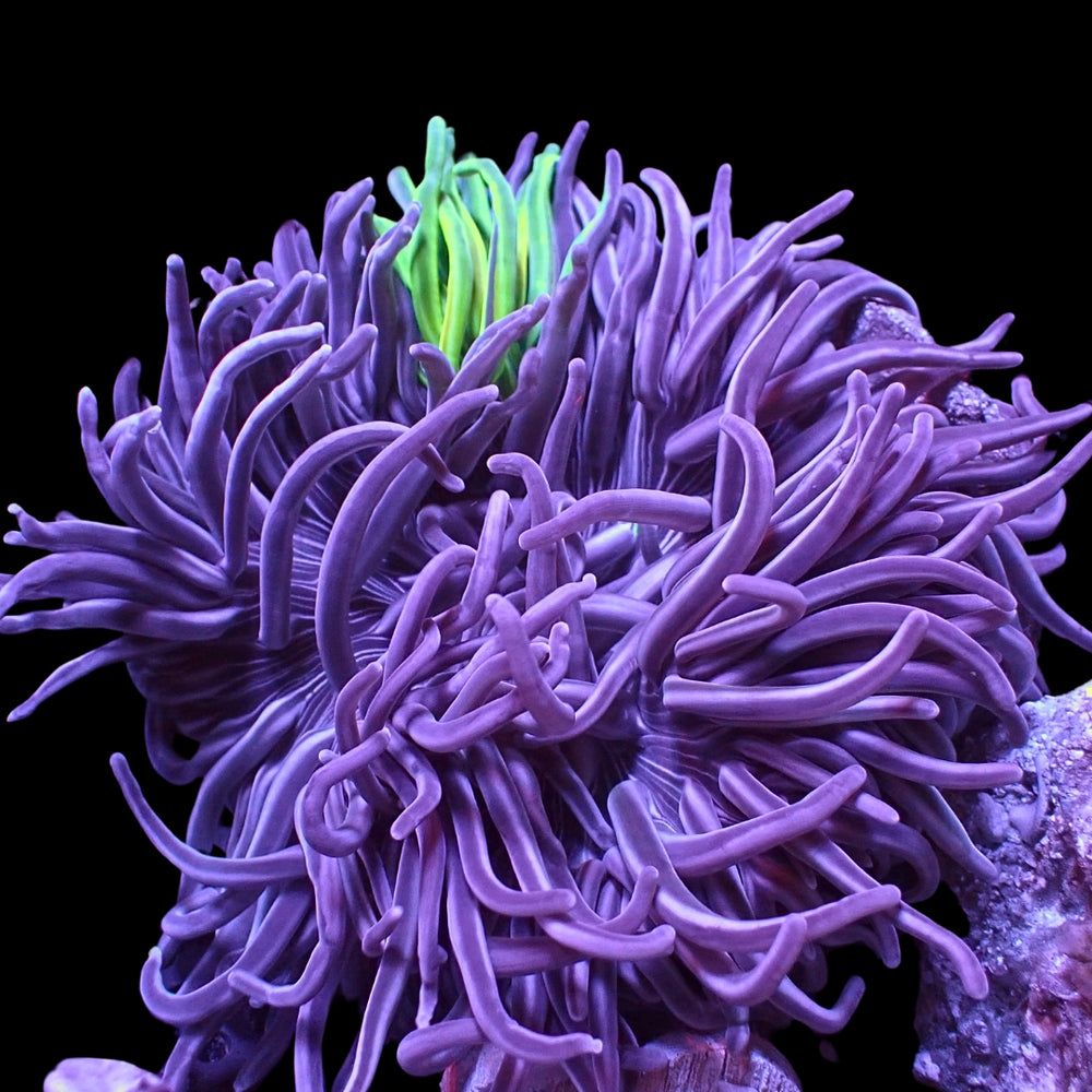 WYSIWYG Rare Ultra Frankenstein Purple Peppermint Long Tentacle Anemone (4-6