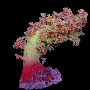 WYSIWYG XL Soft Strawberry Lemonade Flower Tree Coral Mother Colony (5-6")