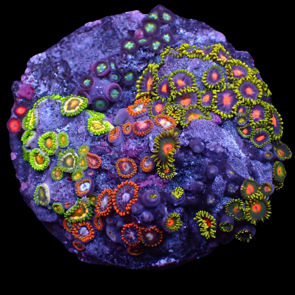 WYSIWYG Blowpop + Fire & Ice Multicolor Ultra Zoa Colony (65+ polyps)