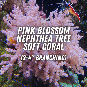 June Special Soft Coral Bundle