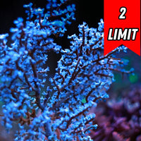 Blueberry Gorgonian
