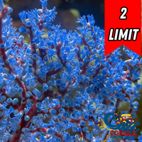 Blueberry Gorgonian
