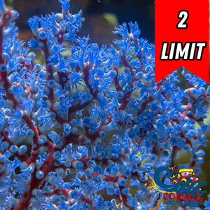 Blueberry Gorgonian