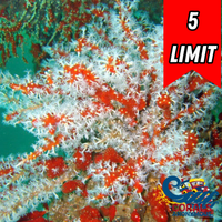 Red Sea Finger Gorgonian
